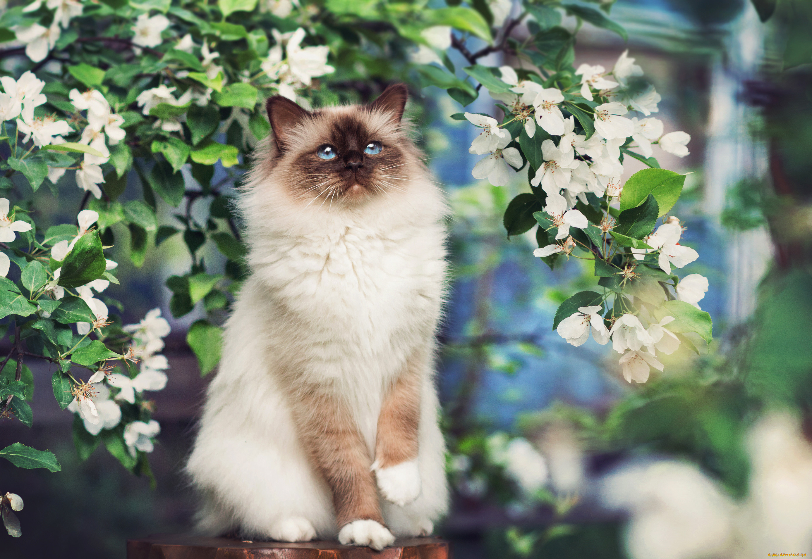 Весенняя кошечка. Сиамский кот длинношерстный. Весенние коты. Кошки весной. Кот в цветущих деревьях.